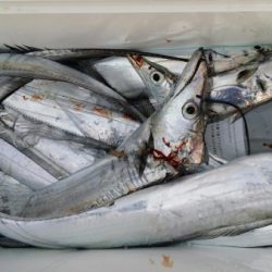 オーフリー 釣果