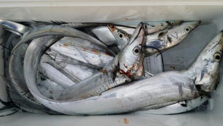 オーフリー 釣果