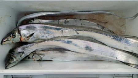 オーフリー 釣果