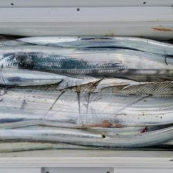 オーフリー 釣果