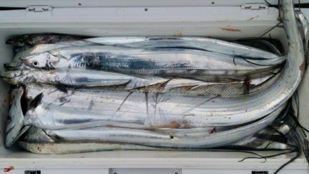 オーフリー 釣果