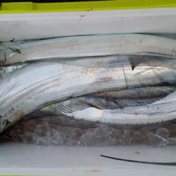 オーフリー 釣果