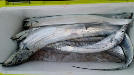 オーフリー 釣果