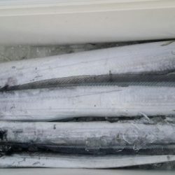 オーフリー 釣果