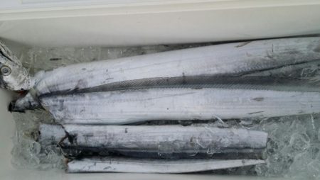 オーフリー 釣果