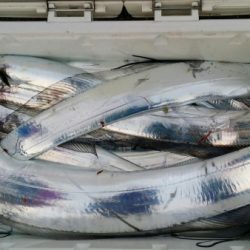 オーフリー 釣果