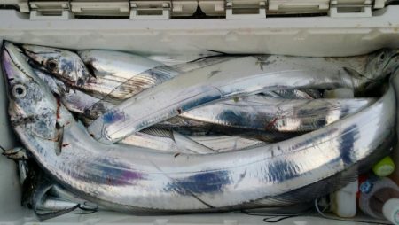 オーフリー 釣果