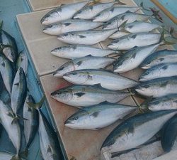 旭星釣りセンター 釣果