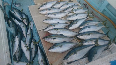旭星釣りセンター 釣果