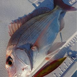 マタウマリンサービス 釣果