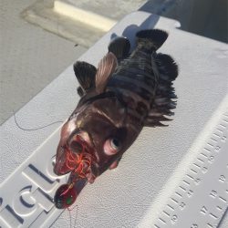 マタウマリンサービス 釣果