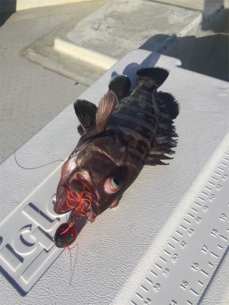 マタウマリンサービス 釣果