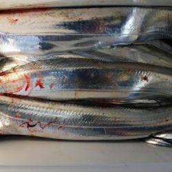 オーフリー 釣果