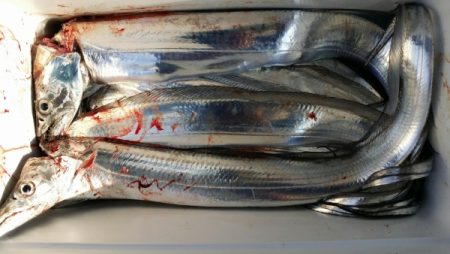 オーフリー 釣果