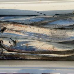 オーフリー 釣果