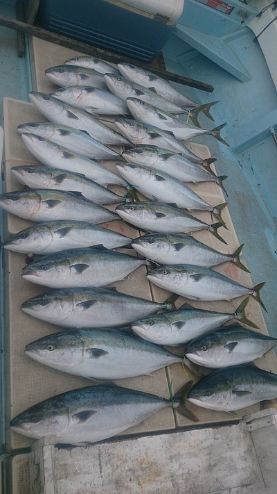 旭星釣りセンター 釣果