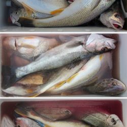 来温丸(らいおんまる) 釣果