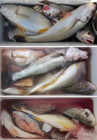 来温丸（らいおんまる） 釣果