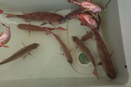 松本釣船２ 釣果