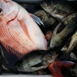 オーフリー 釣果