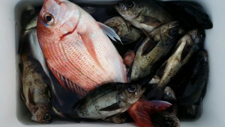 オーフリー 釣果