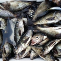 オーフリー 釣果