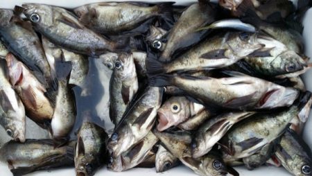 オーフリー 釣果