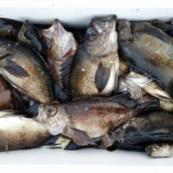 オーフリー 釣果