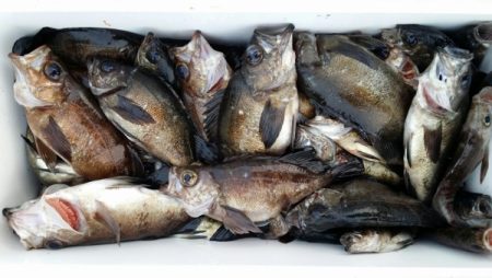 オーフリー 釣果