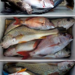 来温丸(らいおんまる) 釣果