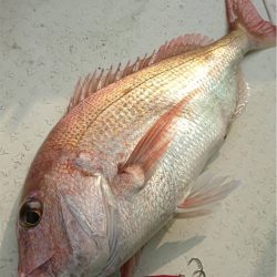 マタウマリンサービス 釣果