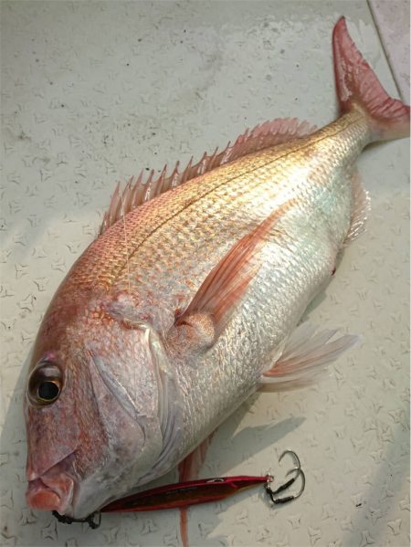 マタウマリンサービス 釣果