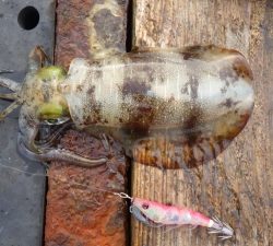 本部釣りイカダ 釣果