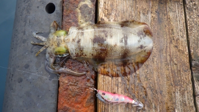 本部釣りイカダ 釣果