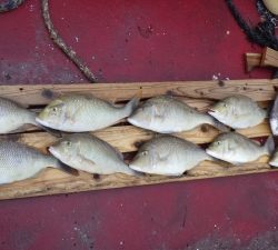 本部釣りイカダ 釣果