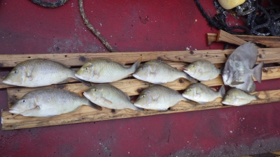 本部釣りイカダ 釣果