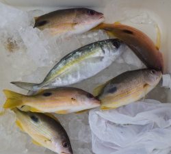 本部釣りイカダ 釣果
