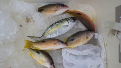 本部釣りイカダ 釣果