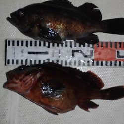 ルアー船マヒマヒ 釣果