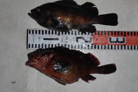 ルアー船マヒマヒ 釣果