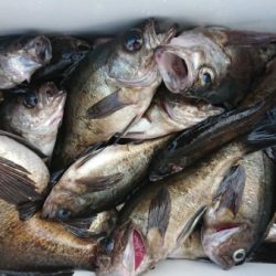 オーフリー 釣果