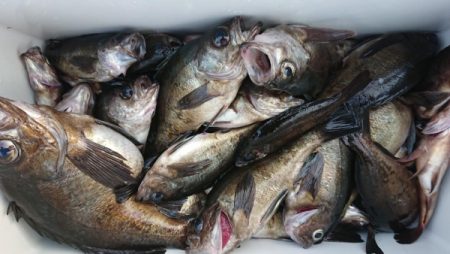 オーフリー 釣果