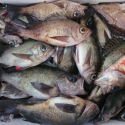 オーフリー 釣果