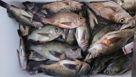 オーフリー 釣果