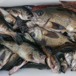 オーフリー 釣果