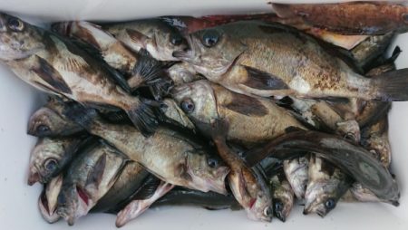 オーフリー 釣果