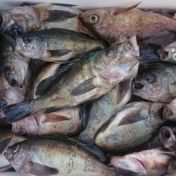 オーフリー 釣果