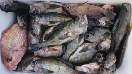 オーフリー 釣果