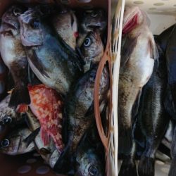 オーフリー 釣果