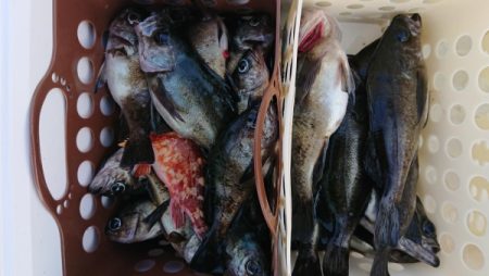 オーフリー 釣果